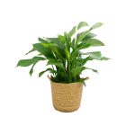 Plant-pot combinatie (BS)